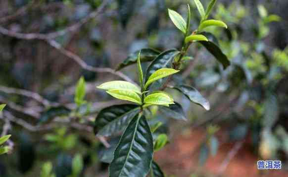 临沧产茶的山头：揭秘茶叶之乡的秘密宝藏