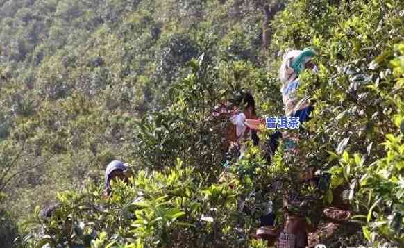 临沧产茶的山头：揭秘茶叶之乡的秘密宝藏