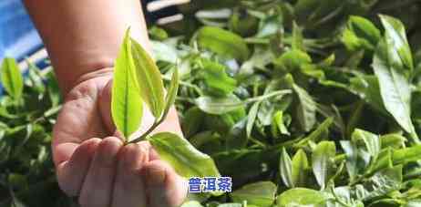 普洱茶哪个等级口感更佳？探讨普洱茶不同等级的口感特点