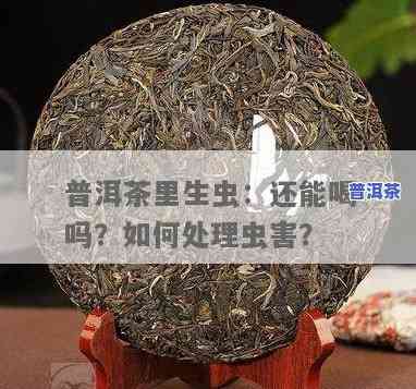 普洱茶饼生虫吗？能喝吗？有吗？