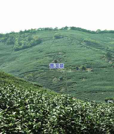 银川茶叶场，寻找好茶？银川茶叶场等你来淘！