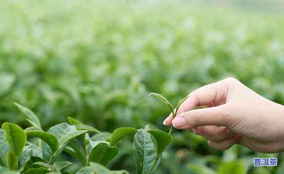 普洱茶有不存在农残留，探究普洱茶的农残留疑问