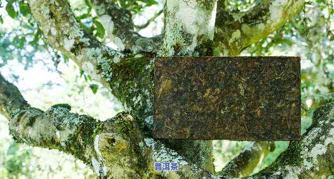 老班章500年古树有吗，探寻古老韵味：老班章500年古树是否存在？