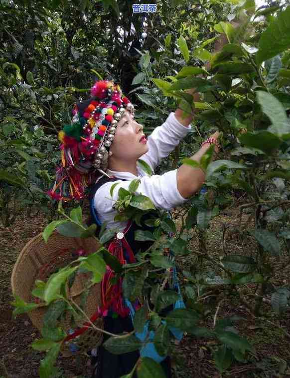 普洱茶方饼的冲泡方法视频，独家揭秘：怎样冲泡美味的普洱茶方饼？看这里！