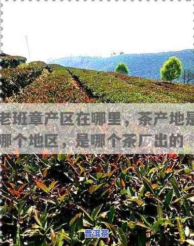 老班章生产厂家，揭秘老班章生产厂家：探访云南普洱茶的核心产地