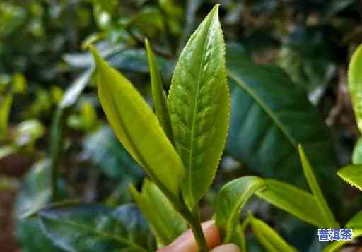 普洱茶鲜叶多少钱一斤，最新市场行情：普洱茶鲜叶价格一览，每斤售价多少？