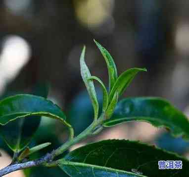 普洱茶鲜叶出多少干茶-普洱茶鲜叶出多少干茶好