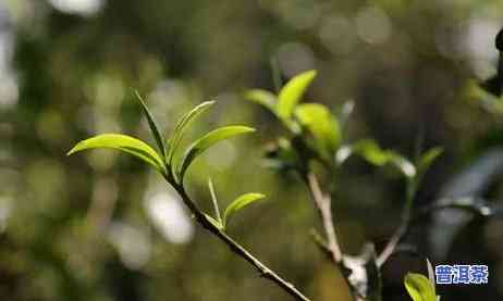 什么普洱茶最苦，探讨普洱茶的口感：哪种普洱茶最苦？