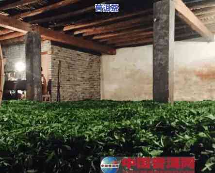 广州老茶仓普洱茶场，【广州】老茶仓普洱茶场：探寻藏匿在城市角落的茶文化瑰宝