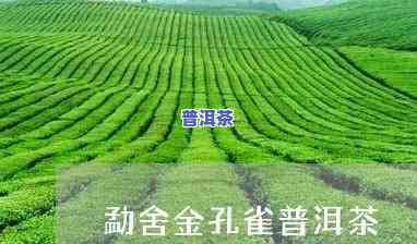 金孔雀普洱茶2006年价及2007年价格对比，探讨生茶市场走势