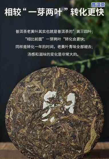 黄色的普洱茶，品鉴黄色普洱茶：特别的外观和口感