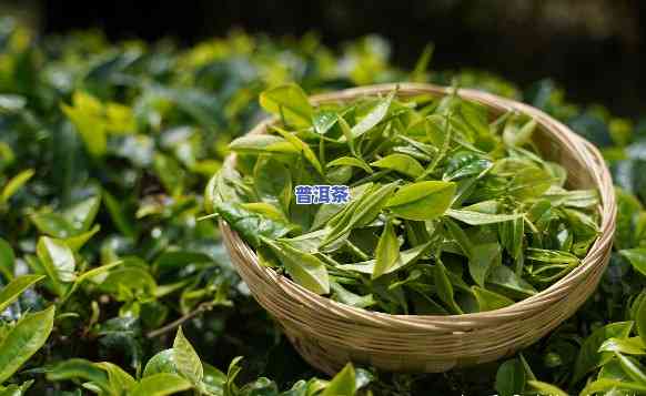 普洱生态茶属于什么茶，探秘茶叶世界：普洱生态茶的分类与特点