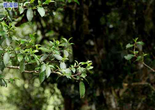 普洱生态茶属于什么茶，探秘茶叶世界：普洱生态茶的分类与特点