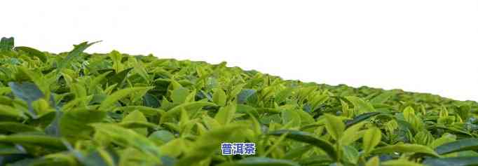 普洱生态茶属于什么茶，探秘茶叶世界：普洱生态茶的分类与特点