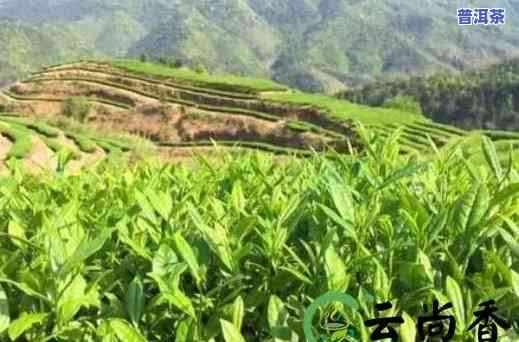 普洱生态茶的功效与作用，探秘普洱生态茶的神奇功效与作用