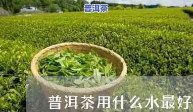 净水器泡普洱茶有用吗-净水器泡普洱茶有用吗