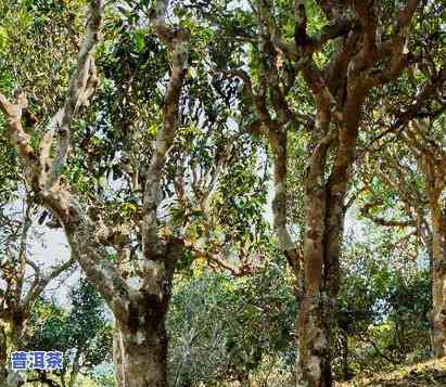 易武弯弓茶区，探秘云南易武弯弓茶区：品味古老韵味与自然魅力