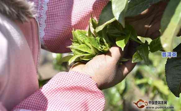 三月头采普洱茶好不好-三月头采普洱茶好不好