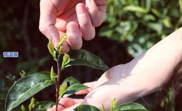 三月头采普洱茶好不好-三月头采普洱茶好不好