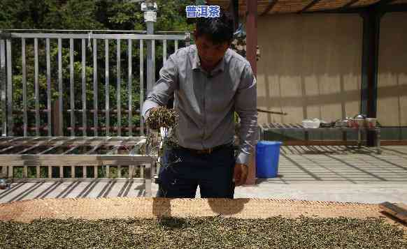 老班章茶厂，探访老班章茶厂：揭秘普洱茶的制作过程与特别魅力