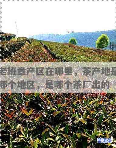 老班章厂址：揭秘世界顶级普洱茶产地及生产厂家