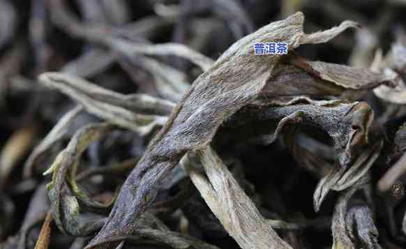 最新！普洱凤凰窝茶2019年价格全揭秘