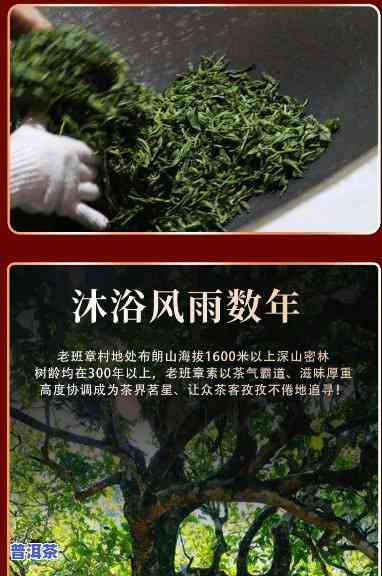 雨林老班章熟茶：探索2019年珍贵的雨林古树茶