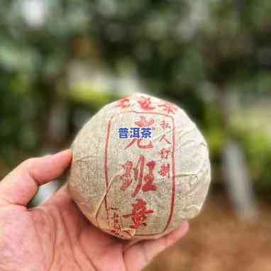 2004年老班章生态沱茶，探访老班章生态茶园：2004年的珍贵记忆与风味