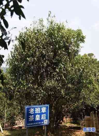 老班章树王皇后树简介：古树茶品种与价格全解析