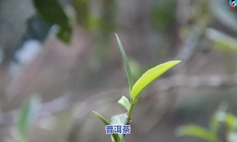 普洱一次泡多大一块-普洱一次泡多大一块茶