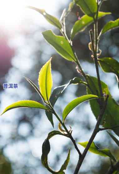 普洱茶老树：多少年算老？与古树茶有何区别？