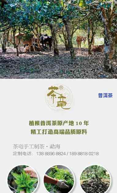 广东东莞藏普洱茶公司-东莞更大的普洱茶藏家