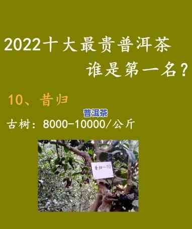 2023最火的普洱茶-2020年更好的普洱茶