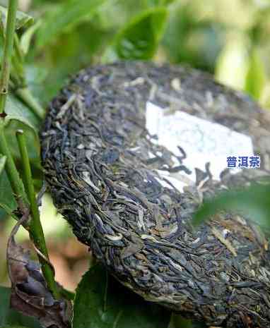 性价比高普洱茶推荐：哪些的茶叶更具性价比？