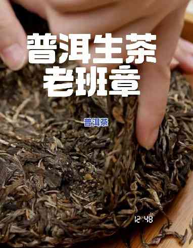 老班章与班章的区别：深入熟悉两种普洱茶的不同之处