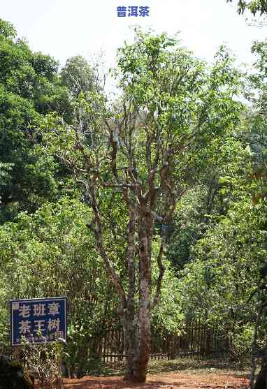 探究老班章茶王树树龄：揭秘最古老的大树及其历史岁月