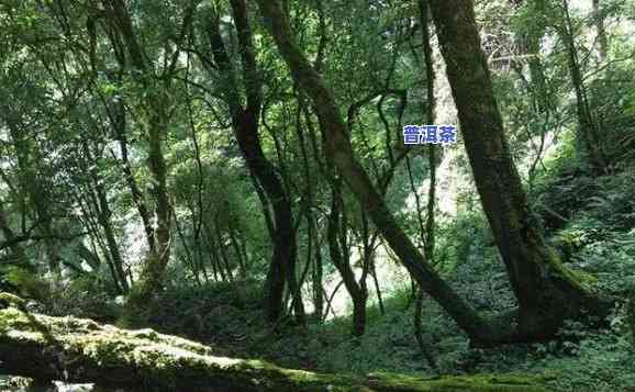 普洱属于热带雨林吗-普洱属于热带雨林吗为什么