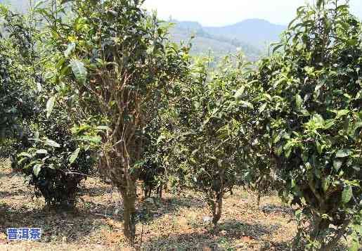 怎么推断普洱茶的树龄-怎么推断普洱茶的树龄呢