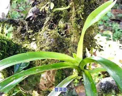 老茶客能辨别老班章-怎样分辨老班章茶