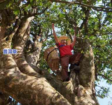 纯野生古树普洱茶图片欣赏，探索大自然的魅力：纯野生古树普洱茶图片欣赏