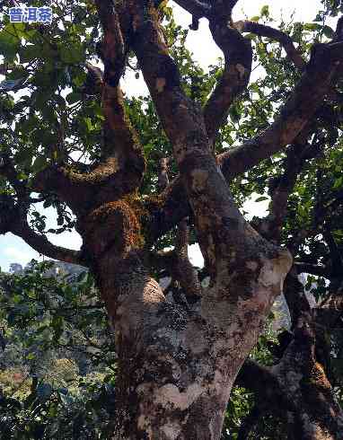 纯野生古树普洱茶图片欣赏，探索大自然的魅力：纯野生古树普洱茶图片欣赏