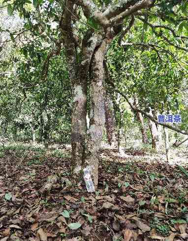 纯野生古树普洱茶图片欣赏，探索大自然的魅力：纯野生古树普洱茶图片欣赏