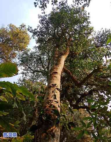 纯野生古树普洱茶图片欣赏，探索大自然的魅力：纯野生古树普洱茶图片欣赏