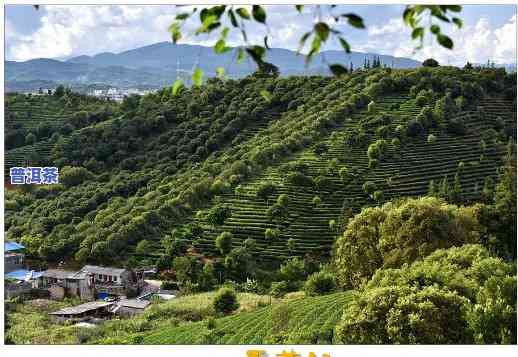 普洱茶林印象图片高清-普洱茶林印象图片高清大图