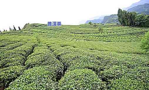 普洱茶林印象图片大全高清，探索云南美景：高清普洱茶林印象图片大集合