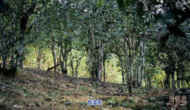 普洱茶林印象图片大全高清欣赏集