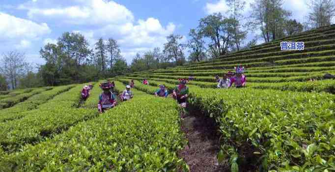 云茶科技的普洱茶，探索云南风味：云茶科技引领普洱茶新潮流