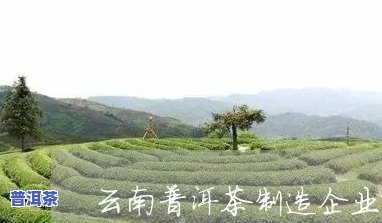 普洱贡茶茶厂：厂家电话、排名一览