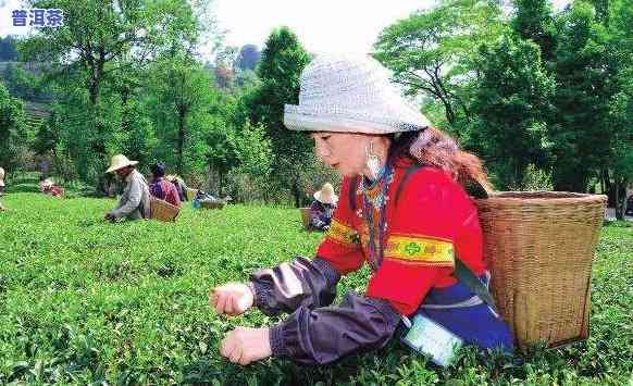 普洱茶与云南民族文化，探秘云南民族文化：普洱茶的魅力所在