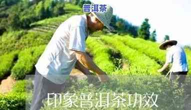 印象茶坊普洱茶怎么样-印象茶坊普洱茶怎么样好喝吗